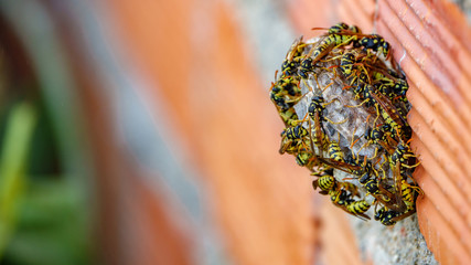 Obraz premium Wasp nest closeup