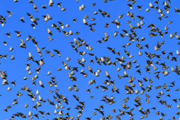 pirouettes starlings in the sky © drakuliren