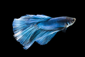 Side view of Blue betta fish. Isolated on black background.