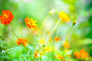 orange vintage nature macro closeup flowers in autumn field outdoor