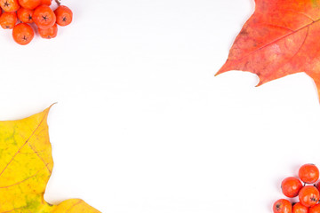 Autumnal frame - bright leaves and berries rowan on white background with copy space