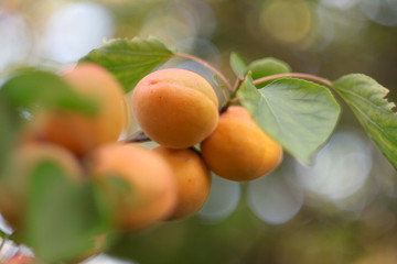 Apricot tree branch. Selective focus. 
