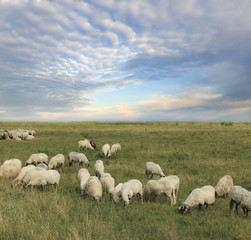 Fototapeta premium flock of sheep
