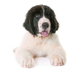 puppy landseer in studio