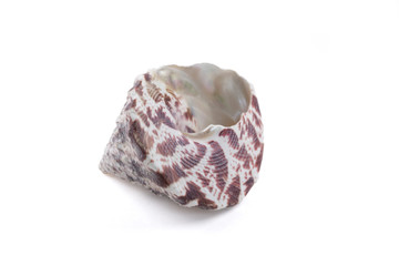 A seashell on the white background