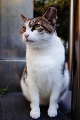 cute lovely street cat
