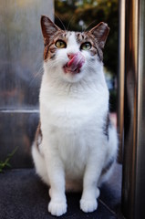 cute lovely street cat