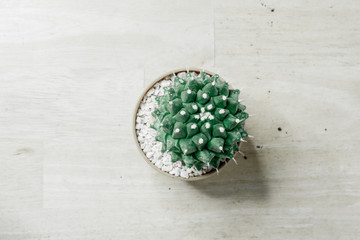 cactus and haworthia