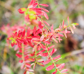 Flower with red autumn leaves, close up photo