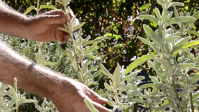 Farmer hand collecting sage aromatic herbs