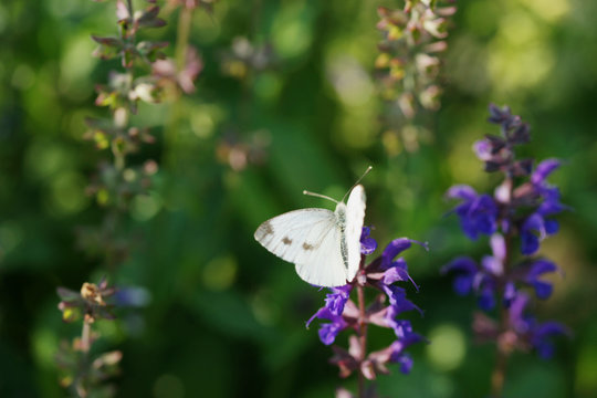 Butterfly on a flowering sage
