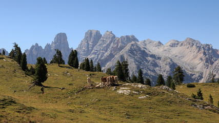 Il monte Cristallo da Prato Piazza (Dolomiti)