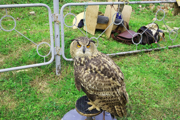 owl