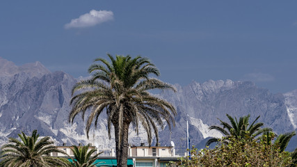 Fototapeta na wymiar Palm trees against mountains and marble quarries, Marina di Carrara, Tuscany, Italy