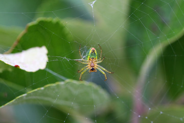 Spider building a web