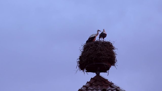 2 Storche auf einem Nest und turteln