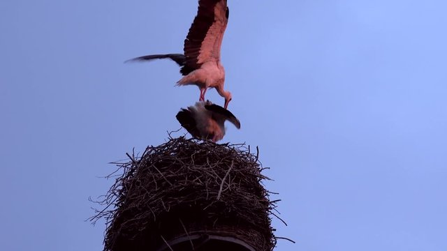2 Storche auf einem Nest lieben sich bei Abendlicht