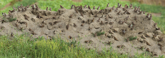 Bees on a flower a pinch