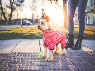 dog mascot dressed by its owner on the street