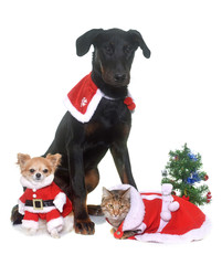 cat, dog and christmas