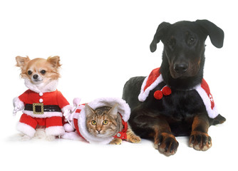 cat, dogs and christmas