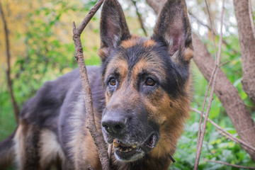 German shepherd dog in sunny autumn