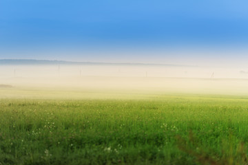 early morning rural landscape with a fog on the geen field