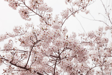 Pink blossom sakura flowers on a spring day in Japan.,