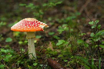 Mushroom in Swedish autumn Forest