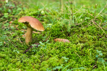 Mushroom in Swedish autumn Forest