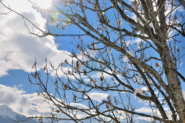 branches d'arbre nu en hiver sous ciel nuageux 