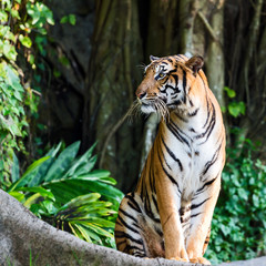 Fototapeta na wymiar Close-up tiger.