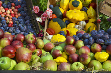 Autumn harvest.Assortment of fresh organic fruits and vegetables.Healthy food,ripe vegetables,raw food concept.Apples,plums,garlic,bush pumpkins.Fall background.Selective focus.
