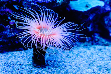 Fototapeta Sea anemones obraz