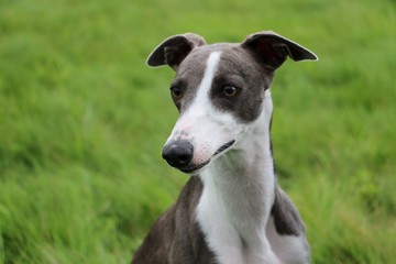 Whippetportrait im Park