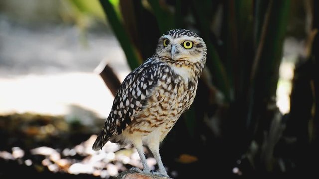 Portrait of Little owl. Athene noctua.