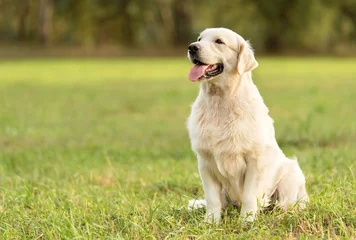 Foto op geborsteld aluminium Hond Schoonheid Golden retriever-hond