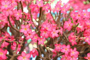 Pink impala lily.