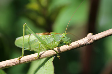 green grasshopper in the garden
