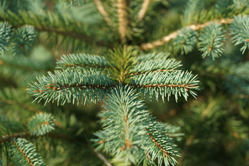 Young blue tree is getting blue color