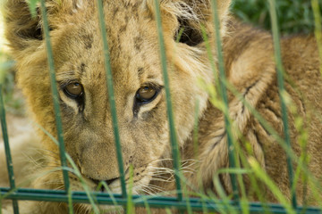 Lion cube behind bars