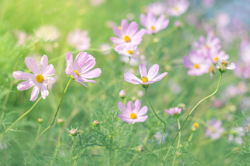 Summer meadow flowers pink. Flowers in sunlight on blurred background. Selective focus