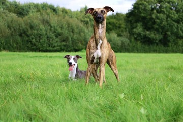 portrait von 2 Whippets im Park