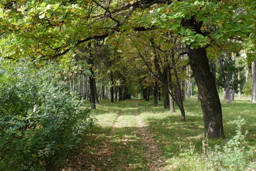 Лесная дорога