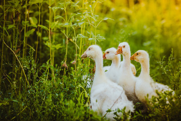 Five young goose together sit in the grass