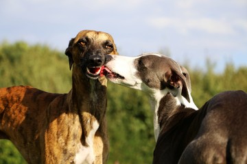 spielende Windhunde im PArk