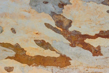  Eucalyptus tree bark texture.  Bright, natural background.