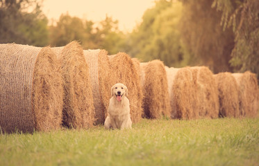 Fototapeta premium Beauty Golden retriever dog relax
