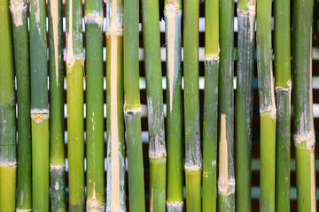 bamboo fence a wall is nature.