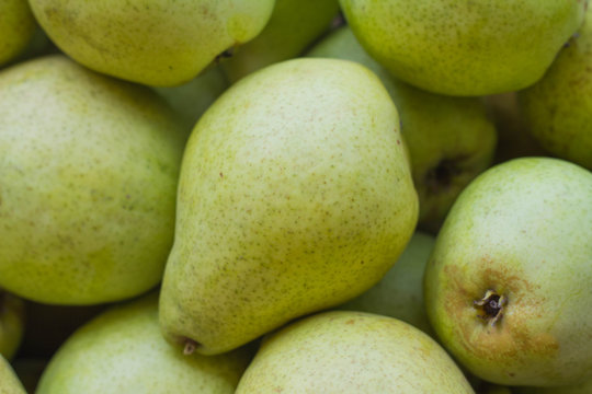 Ripe green pears / Pears are harvested from the pear tree